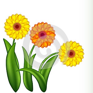 Sunny flowers. Gradient meshes.