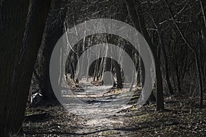 Sunny footpath in the dark forest