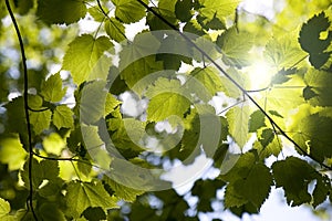 Sunny forest canopy