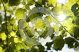 Sunny forest canopy