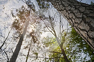 Sunny forest canopy with tall trees. Thick tree trunks go up