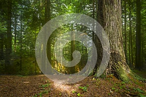 Nature background spring mist fog forest sunset sunrise morning Sun rays sunlight sunbeams Road path trail woods leaves trees