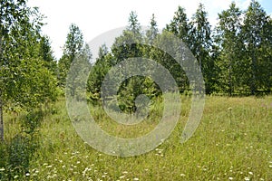 Sunny forest glade in the taiga