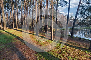 Sunny forest meadow