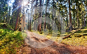 Sunny forest, Mullsjo, Jonkoping, Sweden