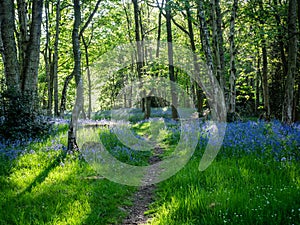 A sunny forest path through bluebells
