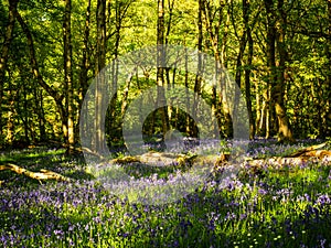 A sunny forest scene with bluebells