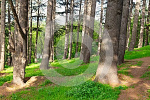 Sunny forest in the Tbilisi Botanical Garden. Georgia is a country