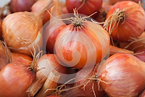 Sunny Fresh bulbs of onion