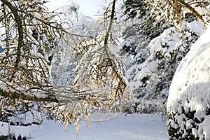 A sunny, fresh winter day in the garden