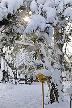 A sunny, fresh winter day in the garden