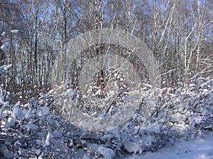 In a sunny frosty day bushes are wrapped up, collecting snow