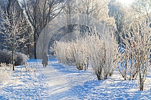 Sunny frosty day in Russia