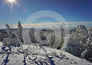 Sunny and frosty winter views - frozen forest landscape from the top view