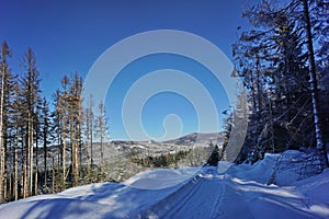 Sunny and frosty winter views - natural cross country sky track with forest landscape background