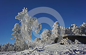Sunny and frosty winter views - tree covered by hoarfrost in winter country
