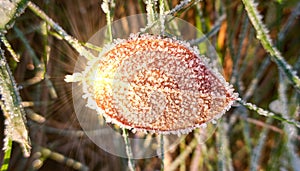 Sunny frozen leaves and grass on ground