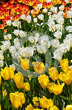 sunny garden of spring flowing tulips in orange, yellow and white