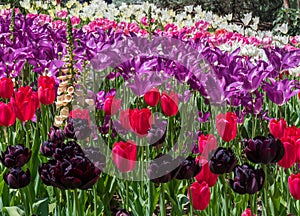 sunny garden of spring flowing tulips in red, black, purple, pink and white