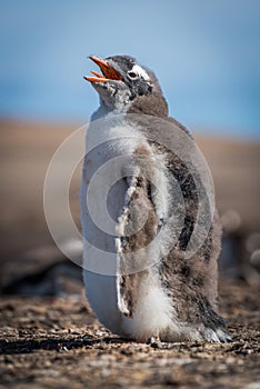 Sunny gentoo penguin chick with beak open