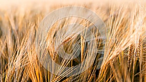 Sunny gold wheat field