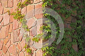 Sunny granite wall corner with branches of creeping vine, texture, background