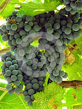 Sunny grape clusters