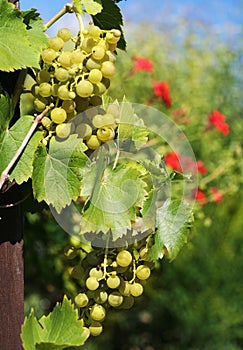Sunny grapes