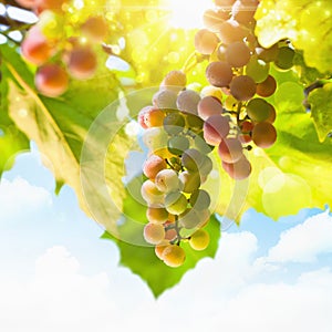 Sunny grapes