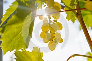 Sunny grapes