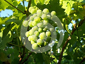 Sunny grapes