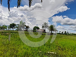 A sunny grass blue sky