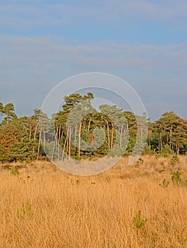 Sunny grassland and forest with spruce trees in Kalmthout heath