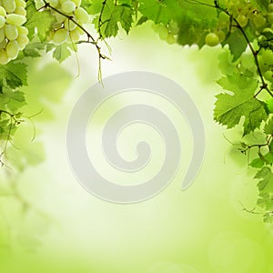 Sunny green background with grape vines