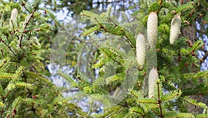 sunny green cones of spruce tree over August blue sky