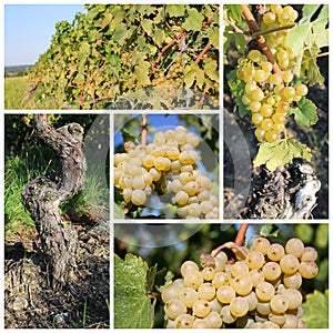 Sunny green grape collage