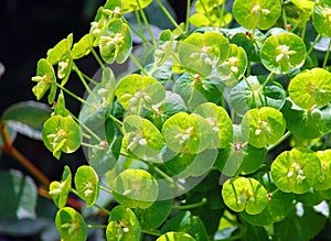 Mediterannean spurge