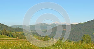 Sunny green mountains. Blue sky and hills meadow. Panning. Forest in the mountains. Panorama Beautiful pine trees on the