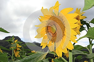 Sunny Hawaiian Sunflower