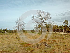 Sunny heath landscape with bare and spruce trees