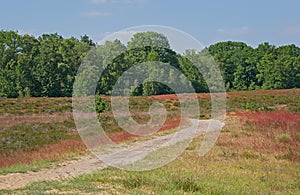 Sunny heath landscape in the flemish countryside