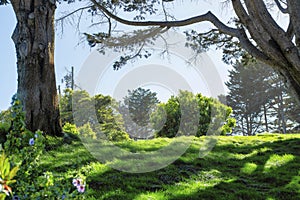 Sunny hill with trees and bushes in a park or wooded area of the city or neighborhood on sunny afternoon with some shade