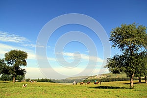 Sunny hills, forests and grasslands