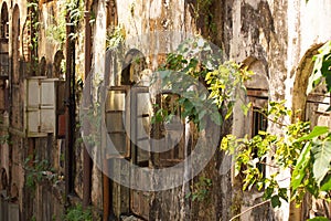 Sunny house facade wall covered with green plants and bushes. Old brown housefront, wooden storm shutter on window