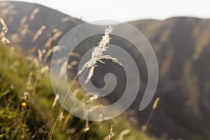 Sunny joyful mountain landscape with lush green alpine meadow with flowers and fluffy spikelets glow golden sunlights on slope.