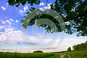 Sunny landscape of the countryside in the beginning of summer. A widely spreading shady oak tree next to the deserted country road