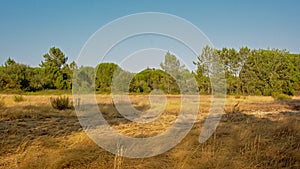 Sunny landscape with dry grassland and pine trees, Portalegre, Portugal photo