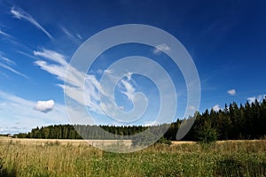 Sunny landscape of a meadow