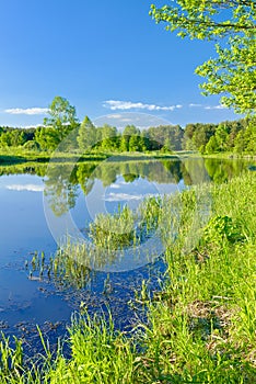 Sunny landscape Narew river blue sky green trees