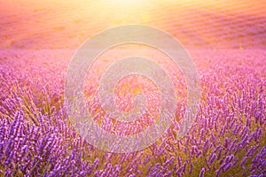 Sunny lavender field in Provence, Plateau de Valensole, France